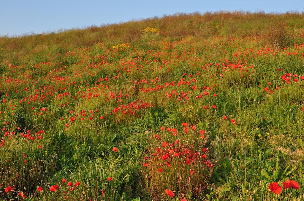Agriturismo Il Torrione Certaldo Dış mekan fotoğraf
