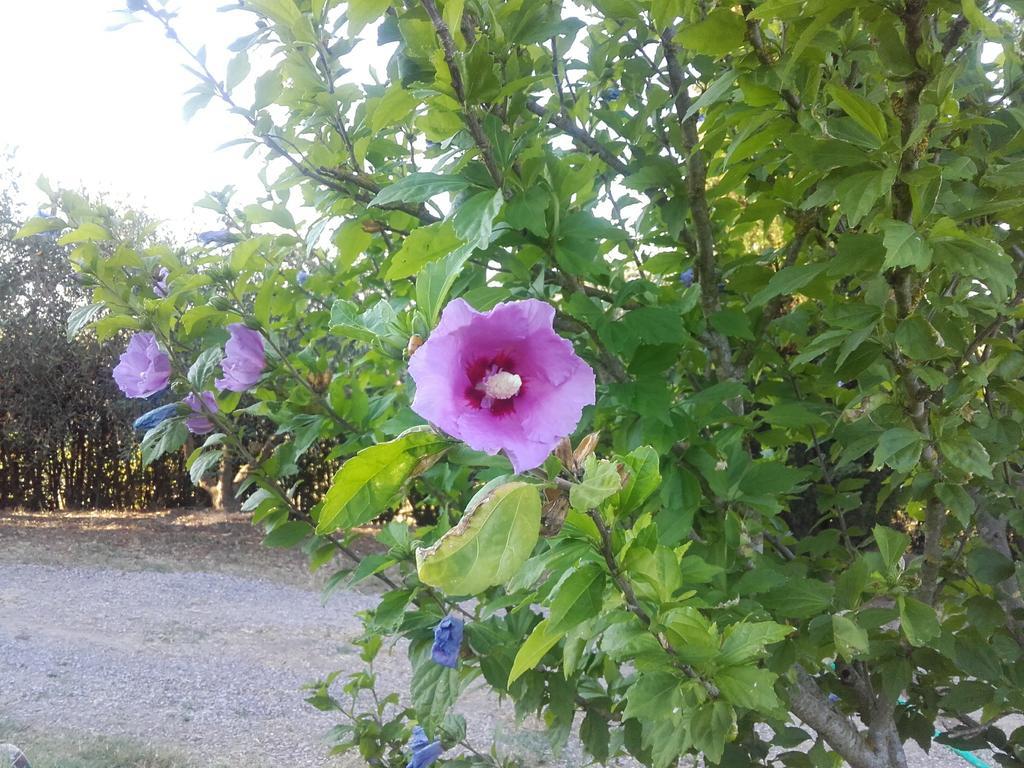 Agriturismo Il Torrione Certaldo Dış mekan fotoğraf